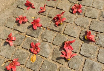 shimul flowers on the pavement